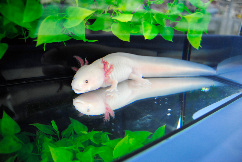 Illustration for article titled Complete Axolotl Genome Could Pave the Way Toward Human Tissue Regeneration